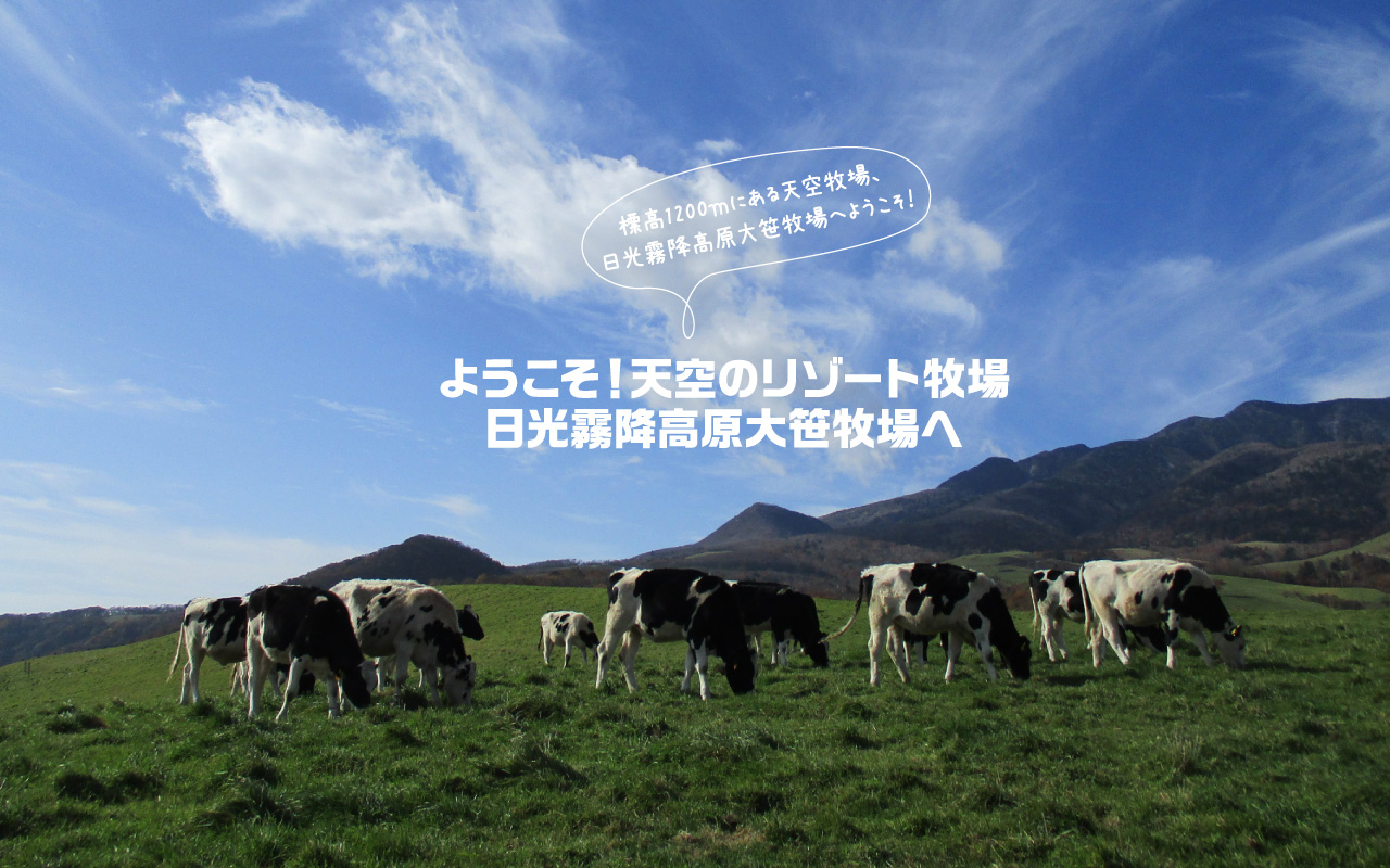 日光霧降高原 大笹牧場